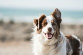 7x de leukste camperplaats met hond